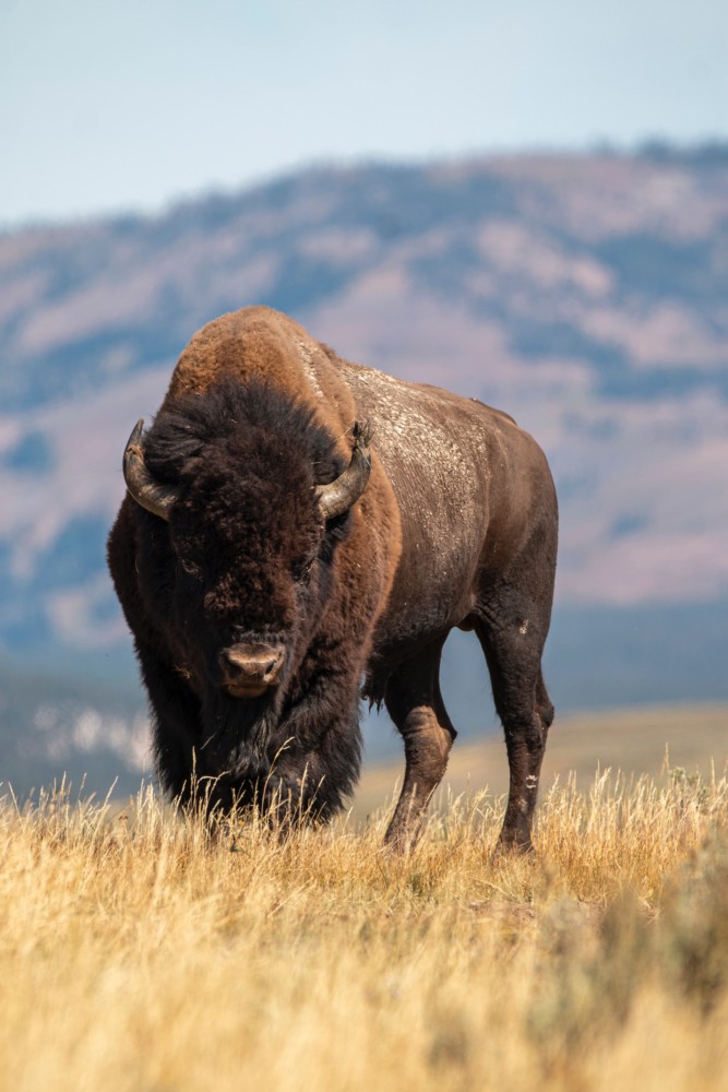 A large brown bison stares at the camera.