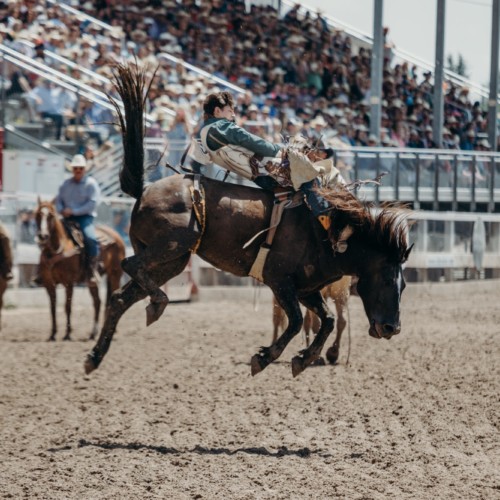 A bull rider at the rodeo.