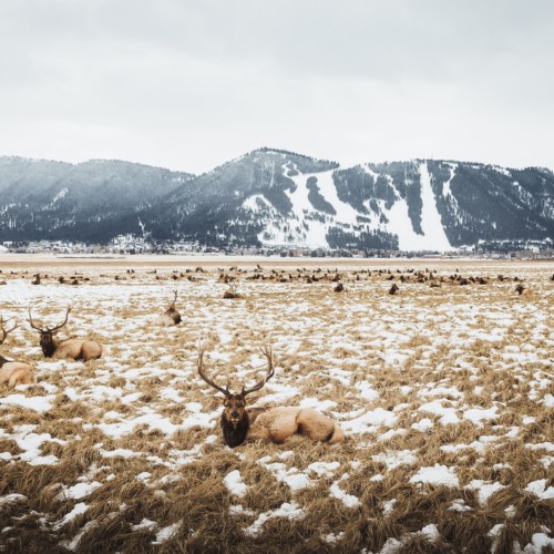 Elk lying on the snowy ground on the National Elk Refuge next to Snow King Mountain.