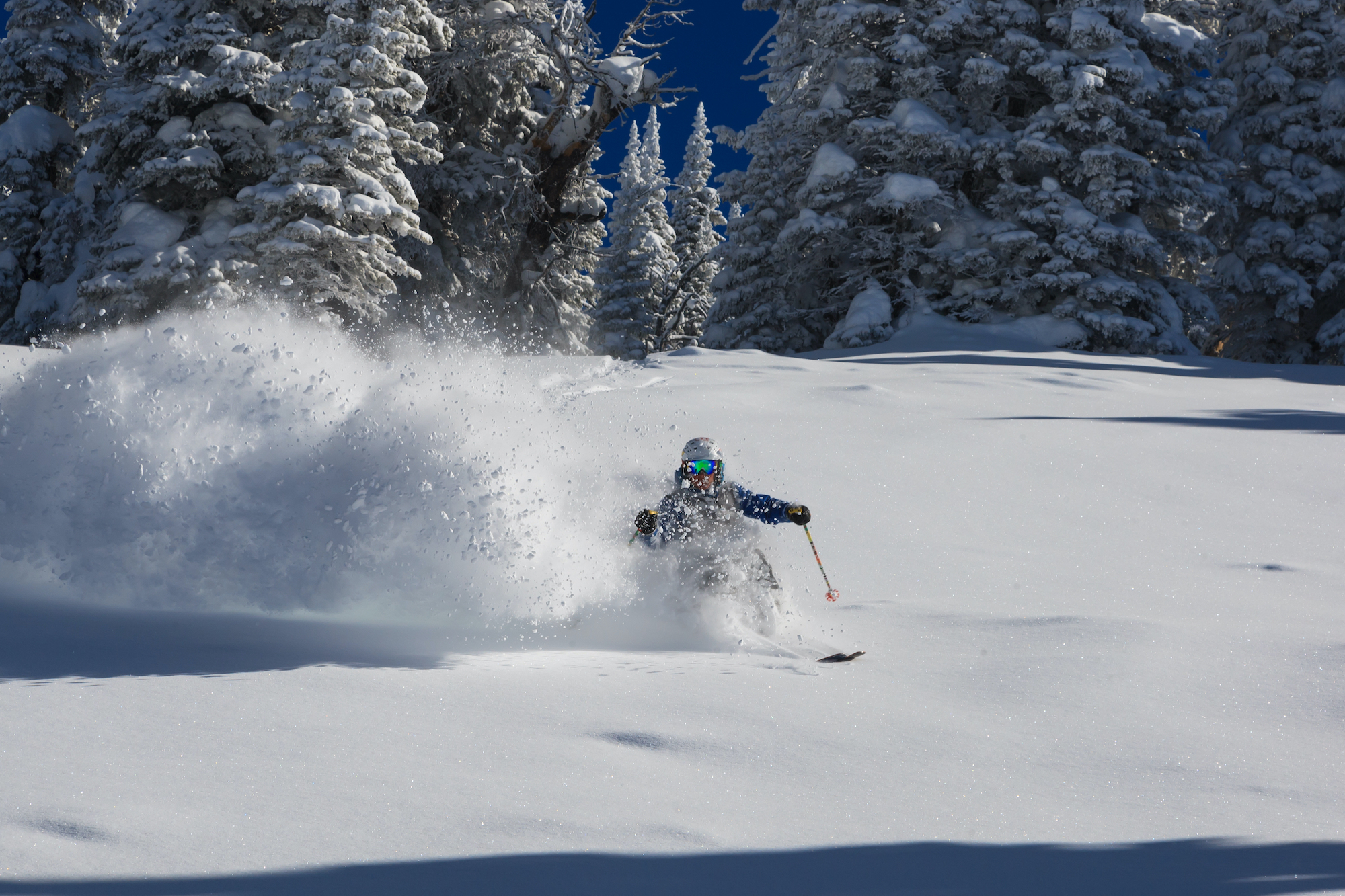 A skier takes deep powder turns on a bluebird day.